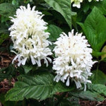Set of 3 White Shrimp Plants Live, Shrimp Plant, 5 to 6 Inc Tall, Live Shrimp Plants, Shrimp Flower Plant for Garden Indoor Outdoor