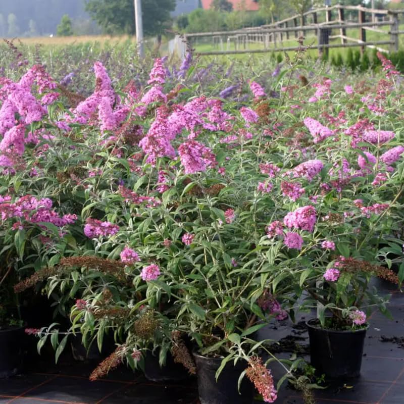 AVERAR 6 Months Old Pink Butterfly Bush Live Plant, Butterfly Bushes Ready to Plant Outdoor, Buddleia Plant Bush Shrub 5-7 Inches Tall, No Pot