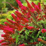 Red Butterfly Bush Buddleia Butterfly Plant Live, 4-9" Tall Well-Rooted for Outdoor Gardens, Perennial Shrub, No Pot