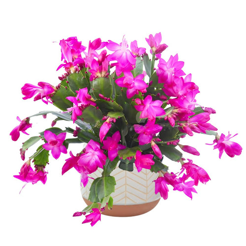 02 Pink Christmas Cactus Plant Live for Indoor, Houseplant Planting, 4-8" Clumps, Well-Rooted Holiday Cactus, Winter Bloom and Hardy, No Pot