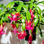 True Christmas Cactus Plant Live, Pink Blooms Indoor Houseplant, Clumps of 4-6" Well-Rooted Holiday Cactus, in 4" Pot
