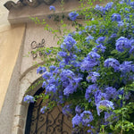 Plumbago Live Plant in 4 Inch Pot, 4-6" Tall Blue Flower Vine Bush, Perennial Hardy Blue Plumbago Live Plants
