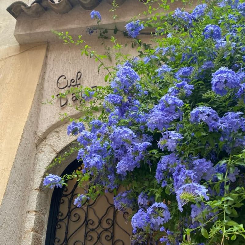 Plumbago Live Plant in 4 Inch Pot, 4-6" Tall Blue Flower Vine Bush, Perennial Hardy Blue Plumbago Live Plants