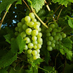 12 Sweet Green Grape Vines Cuttings 8-12'' Tall, High Yielding, Perennial Grape Vine for Growing Outdoor