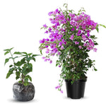 Combo 2 Bougainvillea Plants Live Trees, Outdoor Bougainvillea Plant for Trailing Flowering Vines or Bush Tree, 5-10” Tall, Well-Rooted Bougainvillea Bright Purple