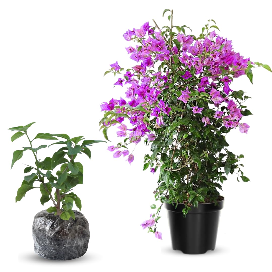 Combo 2 Bougainvillea Plants Live Trees, Outdoor Bougainvillea Plant for Trailing Flowering Vines or Bush Tree, 5-10” Tall, Well-Rooted Bougainvillea Bright Purple