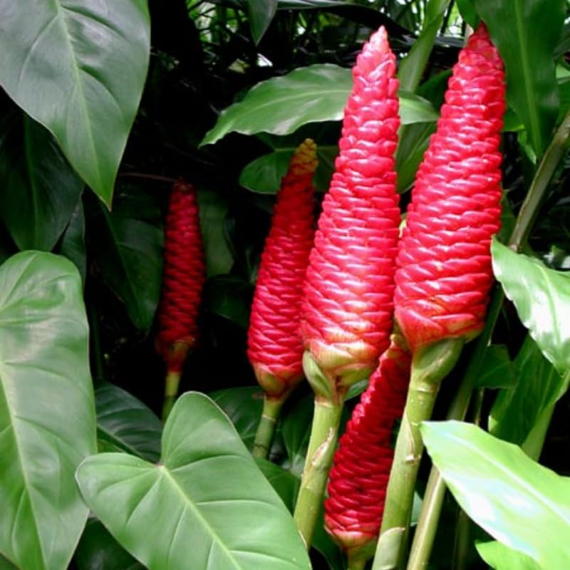 Pack 10 Shampoo Ginger Roots for Growing Perennial Garden, Awapuhi Zingiber Zerumbet Ginger Rhizomes, Hawaiian Ginger Lily