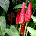 5 Shampoo Ginger Roots for Planting, Awapuhi Zingiber Zerumbet Fresh Ginger Rhizomes Perennial Garden Simple to Grow, Red Pinecone Ginger Lily Flowers