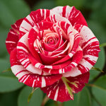 Fourth of July Climbing Rose Live Plant, 6 Months Old Starter, Fragrant Purple Climbing Roses for Planting Outdoor, No Pot