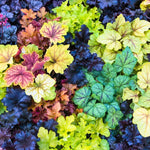 Pack 3 Heuchera Plants Live, Coral Bells Plants 4-7” Tall for Shade Gardens, Borders, Pots, Heuchera Perennials Seedlings (Mix Heuchera)