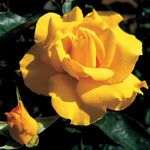 Rose Live Plant for Planting, Fragrant Hybrid Rose Bush, 5-10” Tall, Ready to Grow Flowering Shrub for Outdoor Garden, No Pot (Yellow Rose)