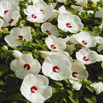 Hardy Hibiscus Plant Live, White Hibiscus Tree Live Plant from 4 to 7 Inches Tall, Perennial Hibiscus Flower
