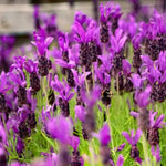 4 Fragrant Lavender Plants Live for Outside Planting, Perennial Bloom, Live Lavender Plants 5–9 Inches Tall with Fragrant Flowers for Spring Growing