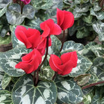 Cyclamen Plant Live in 4'' Pot, Vibrant Indoor Flowering Plants for Planting, Blooms Already, Indoor Outdoor Decoration (Red Cyclamen)
