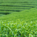 2 Tea Plants Live, Camellia Sinensis Plant Trees Live Plant, 5 to 8 Inches Tall, Camellia Sinensis Live Plant for Gardening
