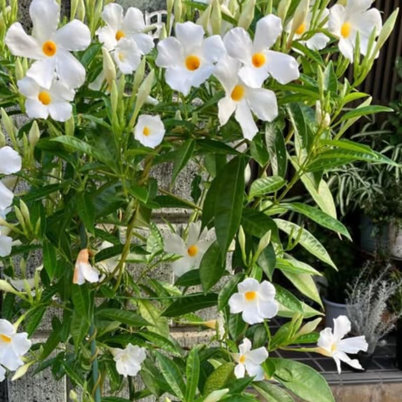 2 White Mandevilla Plants Live, Trailing Mandevilla Vine for Outdoor Planting, 4-6 Inch Tall Live Flowering Vine for Trellis or Containers