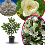 Sweetbay Magnolia Tree Live Plant in 2.5 Inches in Pot, Starter Plant, Fragrant Perennial Ornamental Plants Shrub for Outdoor Garden