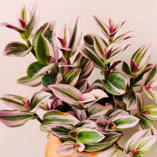 2 Pink Tradescantia Wandering Jew Plants Live, Tricolor Wandering Jew Indoor Houseplant, 3-5 Inches Tall in 3.25'' Pot