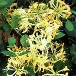 Honeysuckle Plants Live, Vine Gold White Honeysuckle Plants Well-Rooted 5 to 10 Inc Tall, Fast-Growing for Spring Planting