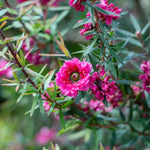 2 Pink Tea Flower Plant Live 4-8 Inches, Fragrant Tea Tree Live Plant for Patio, Garden and Container Growing