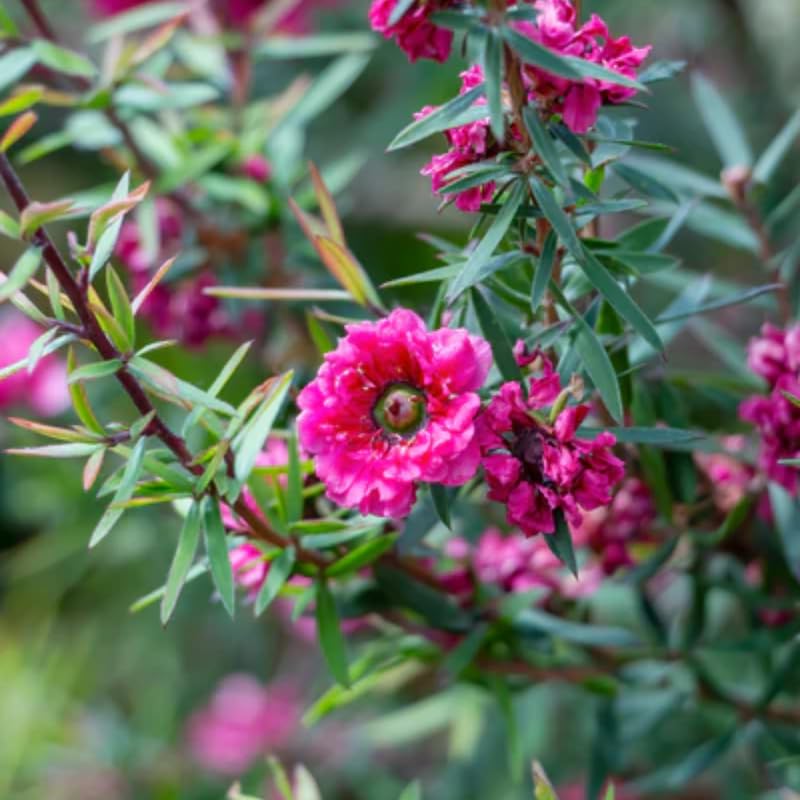 2 Pink Tea Flower Plant Live 4-8 Inches, Fragrant Tea Tree Live Plant for Patio, Garden and Container Growing