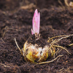 3 Double Pink Lily Bulbs for Planting, Lilies Flowers Bulbs for Gardening, Large Bulb
