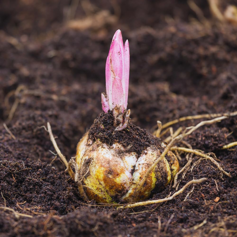 3 Double Pink Lily Bulbs for Planting, Lilies Flowers Bulbs for Gardening, Large Bulb