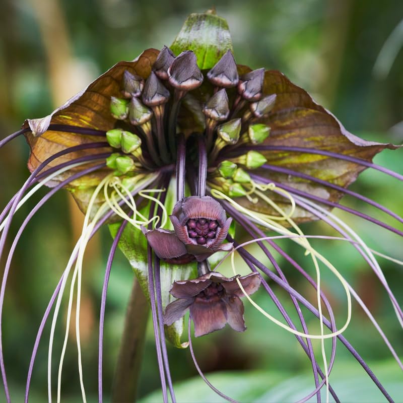 Black Bat Flower Live Plant, Tacca Chantrieri Orchid Houseplant Indoor Outdoor, Black Plant Live for Planting, 5-9" Tall