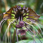 Tacca Chantrieri Black Bat Orchid Plant Live Indoor, Rare Flower Live Plant, 5-9" Tall, Black Plant Live for Planting Houseplant