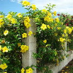 2 Yellow Mandevilla Plants Live, Trailing Mandevilla Vine for Outdoor Planting, 4-6 Inch Tall Live Flowering Vine for Trellis or Containers