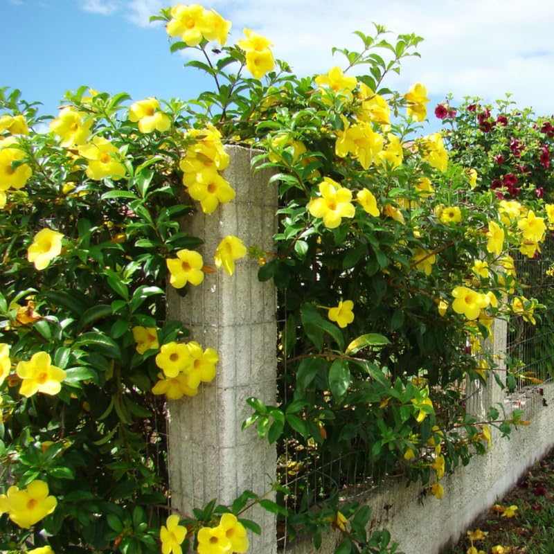 2 Yellow Mandevilla Plants Live, Trailing Mandevilla Vine for Outdoor Planting, 4-6 Inch Tall Live Flowering Vine for Trellis or Containers