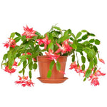 Thanksgiving Cactus Live Plant in 2" Pot, Holiday Christmas Cactus Plants Live, Winter Bloom, Indoor Planting, Ready to Blooms (Red)