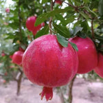 Pomegranate Plant Live Seedling, 5 to 8'' Long, Pomegranate Live Plant, Sweet Fruit Gardening Outside