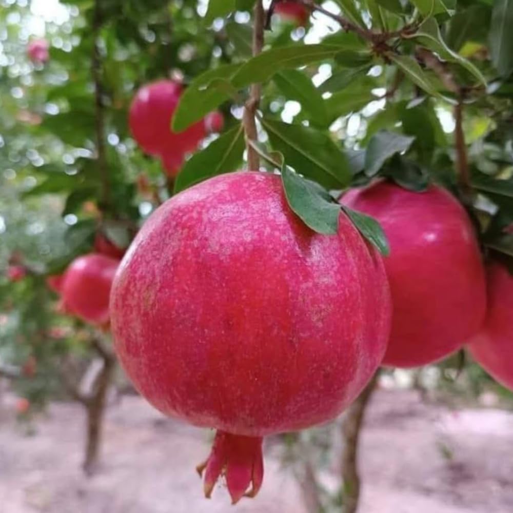 Pomegranate Plant Live Seedling, 5 to 8'' Long, Pomegranate Live Plant, Sweet Fruit Gardening Outside
