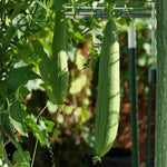 Set 2 Pots Luffa Plants, Live Loofah Gourd Vines in 4 Inch Pots, 4-6" Vegetable Luffa Vine Plant Seedlings