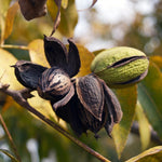 Set 4 Pecan Tree Bare Roots 12-18 Inches, Ready to Grow Pecan Plant Live, Dormant, Hardy, Outdoor Garden Planting