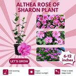 Pink Rose of Sharon Plant, Hardy Hibiscus Bush Shrub Well-Rooted 7-13" Tall Althea Shrub with Summer Blooms for Outdoor Landscape