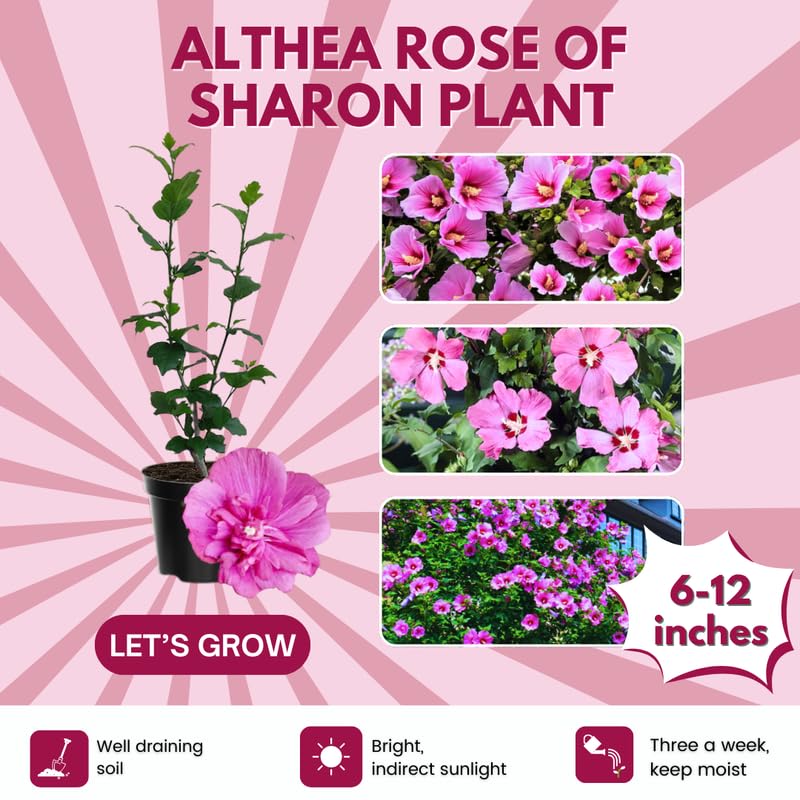 Pink Rose of Sharon Plant, Hardy Hibiscus Bush Shrub Well-Rooted 7-13" Tall Althea Shrub with Summer Blooms for Outdoor Landscape