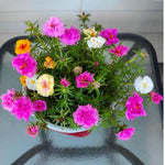 4 Portulaca Moss Rose Plants Live, 4 to 6 Inc Tall, Mix Portulaca Ground Cover Plant, Perennial Flower Plant Gardening Outside Inside