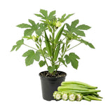 Okra Plants Live in One Pot, 3-5 Inch Tall, Live Okra Plant, Vegetable Plant Outdoor Garden, Well Rooted Seedling
