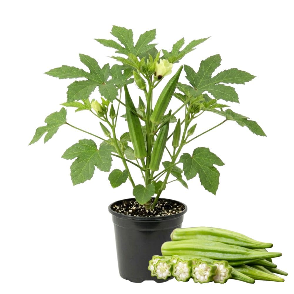 Okra Plants Live in One Pot, 3-5 Inch Tall, Live Okra Plant, Vegetable Plant Outdoor Garden, Well Rooted Seedling