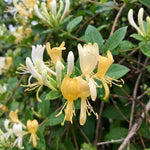 12 Yellow White Honeysuckle Cuttings, Lonicera Japonica Vine Plant Starter, Climbing Flowering Plant for Garden Trellis, 8-10 Inches Cuttings