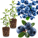 2 Southern Highbush Blueberry Plants Live for Outdoor Growing, Blue Blueberry Trees Live Plants, Blueberries Bushes, Hardy and High Yield Seedlings, Starter 4 to 7", No Pot
