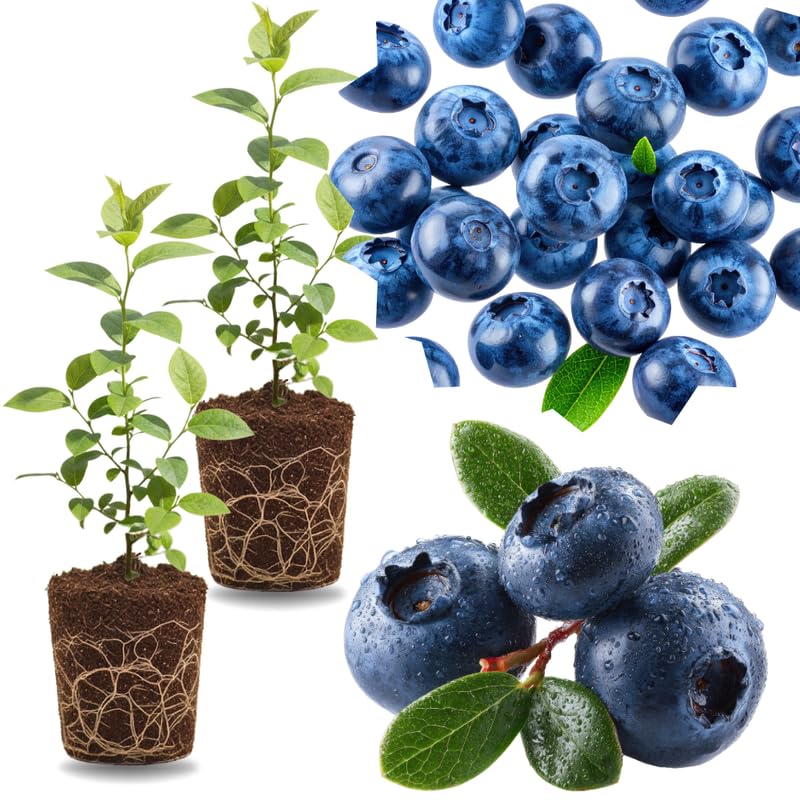 2 Southern Highbush Blueberry Plants Live for Outdoor Growing, Blue Blueberry Trees Live Plants, Blueberries Bushes, Hardy and High Yield Seedlings, Starter 4 to 7", No Pot