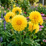 Yellow Dahlia Tuber, Vibrant Yellow Blooms, Summer Flowering Perennial, Dahlia Flowers for Indoor Outdoor Growing