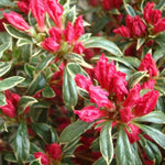 2 Azalea Plants Live 5-9" in Tall, Silver Rhododendron Tree Live Plants Like, Established Root, Vibrant Bloom, Red Variegated