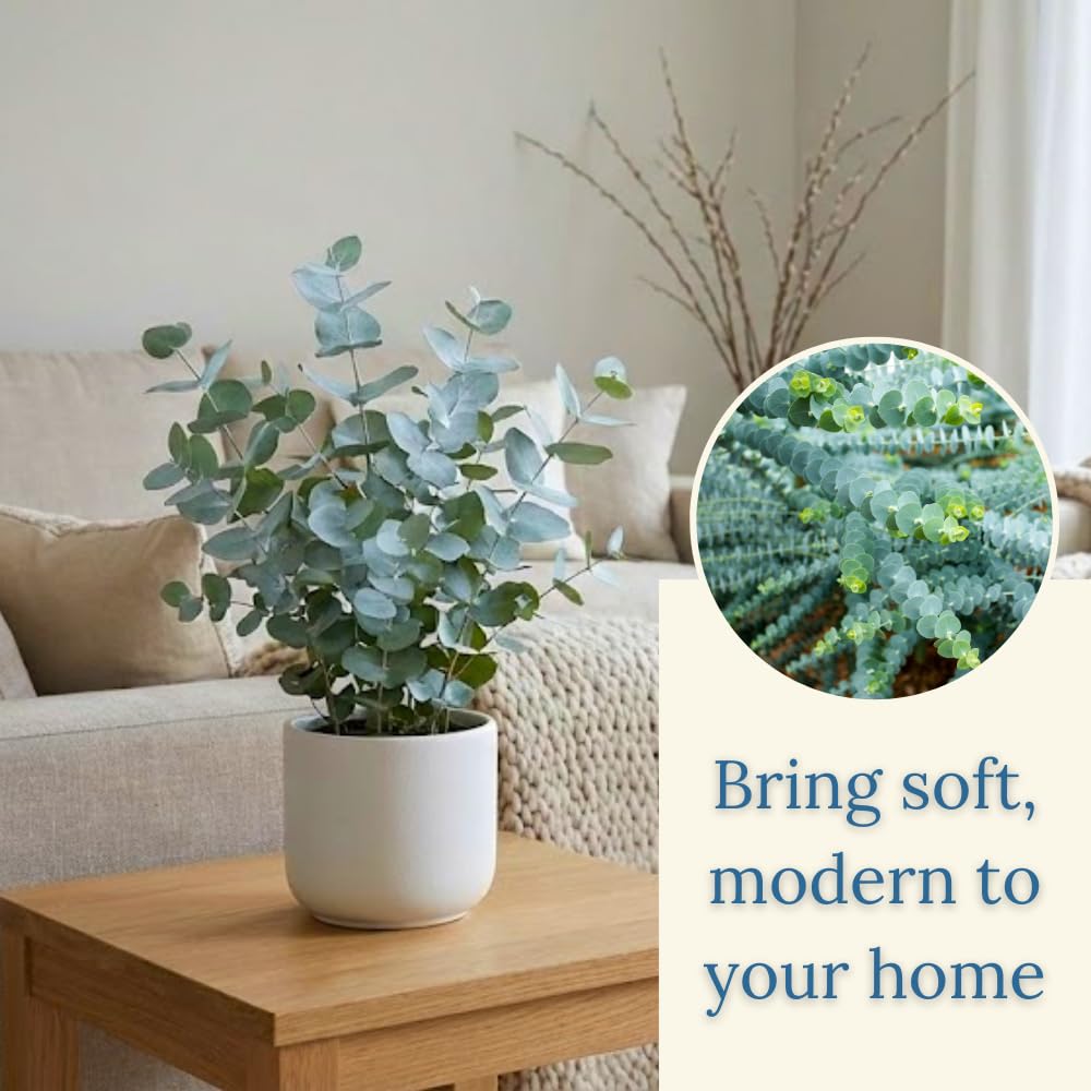 Eucalyptus Plant Live, Baby Blue Eucalyptus Tree Live, 4 to 7 Inches Tall, Cold Hardy Eucalyptus Starter Plant for Indoor Outdoor Planting