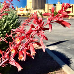 Red Yucca Live Plant, Yucca Succulent Plant Potted 4 to 8 Inch Tall, Live Outdoor Garden Plants in 4" Pot