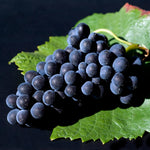10 Black Grape Cuttings for Planting, Grape Vine Plant, Sweet Fruit Garden, 6 to 8'' Tall Cuttings