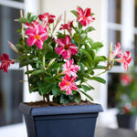2 Mandevilla Live Plants, Flowering Mandevilla Plants, 5-9” Height, Mandevilla Trellis Vines for Outdoor Garden and Containers (Stripes Mandevilla)